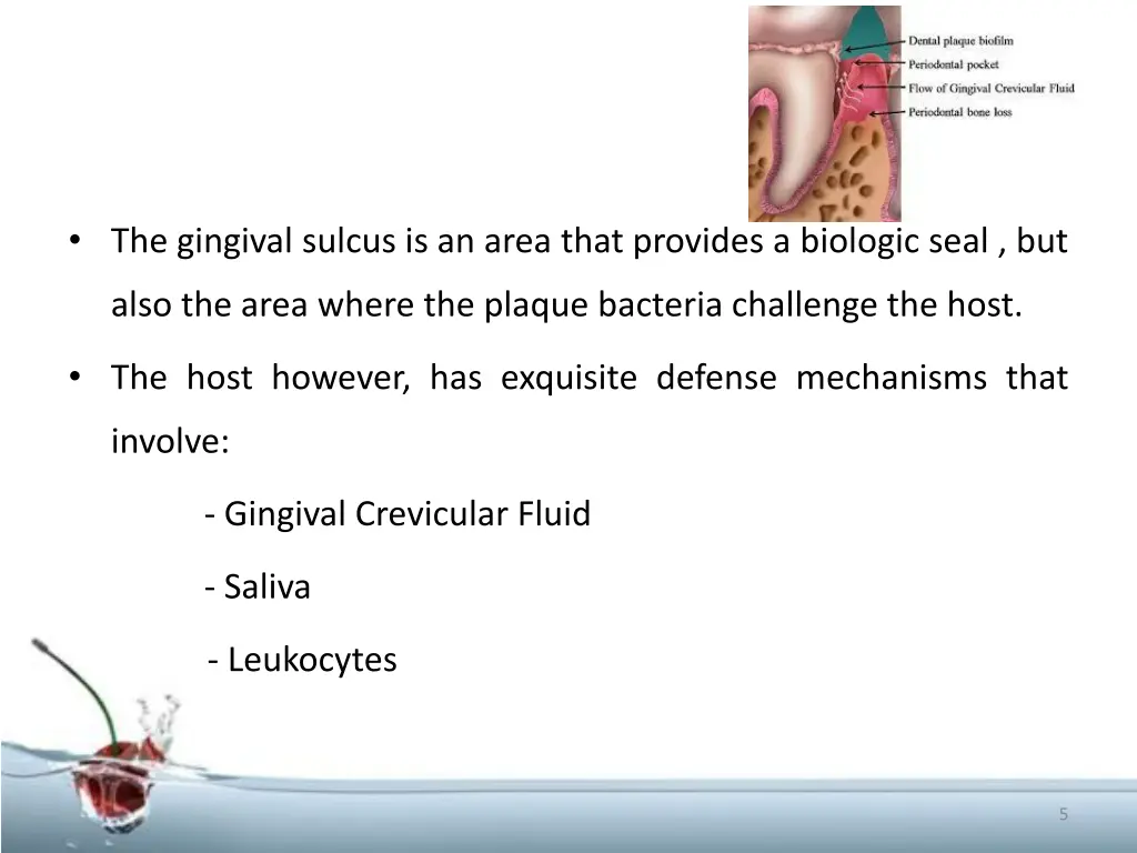 the gingival sulcus is an area that provides