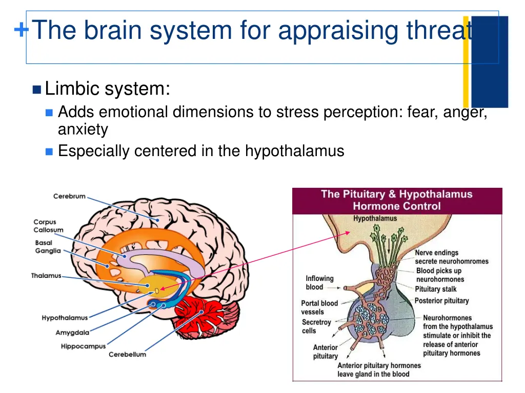 the brain system for appraising threats