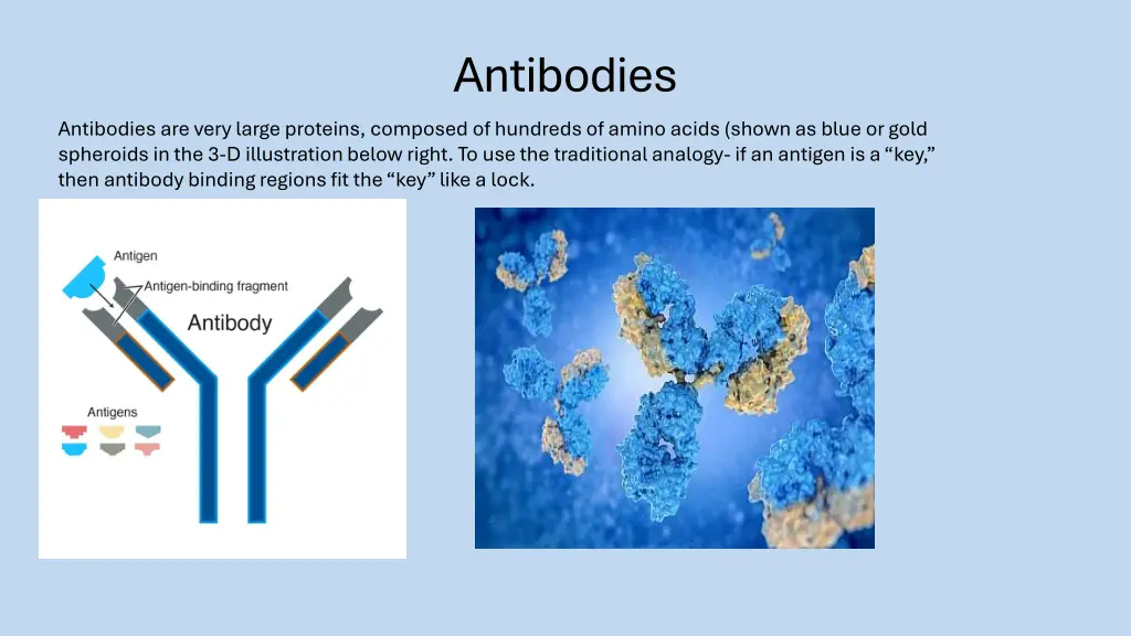 antibodies