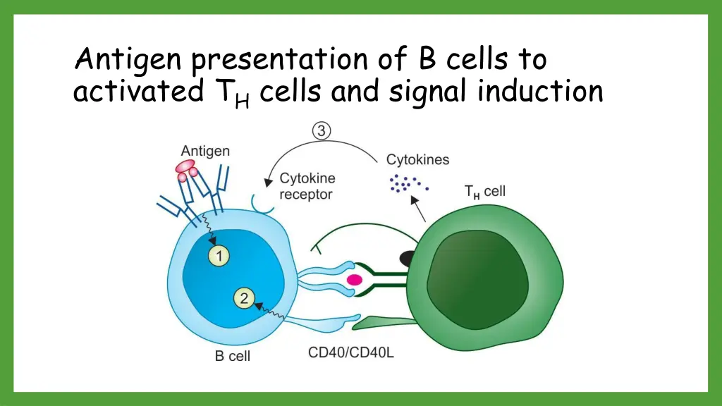 antigen presentation of b cells to activated