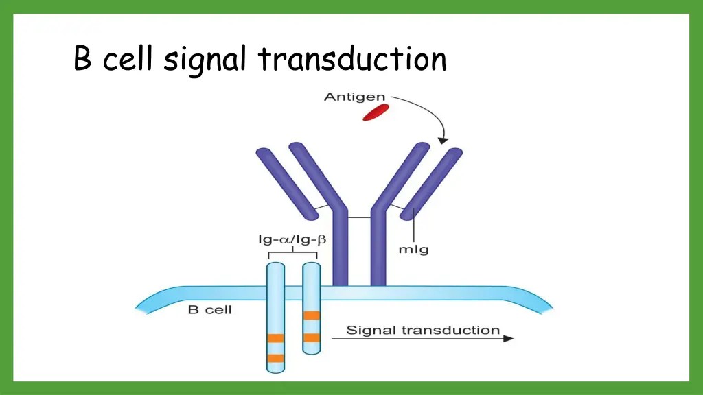 b cell signal transduction