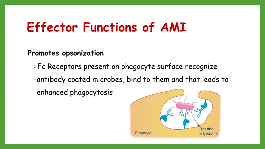 effector functions of ami