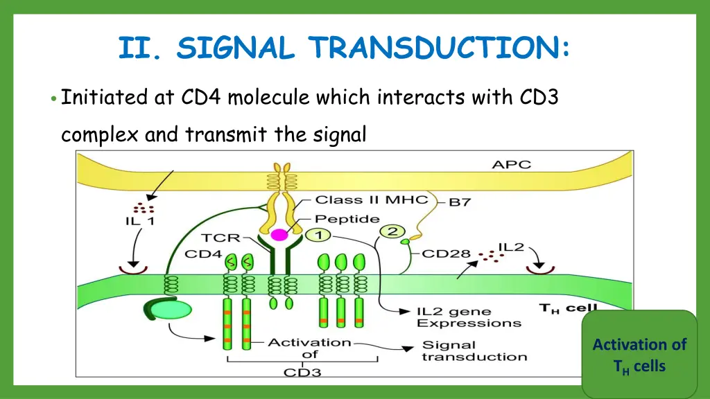ii signal transduction