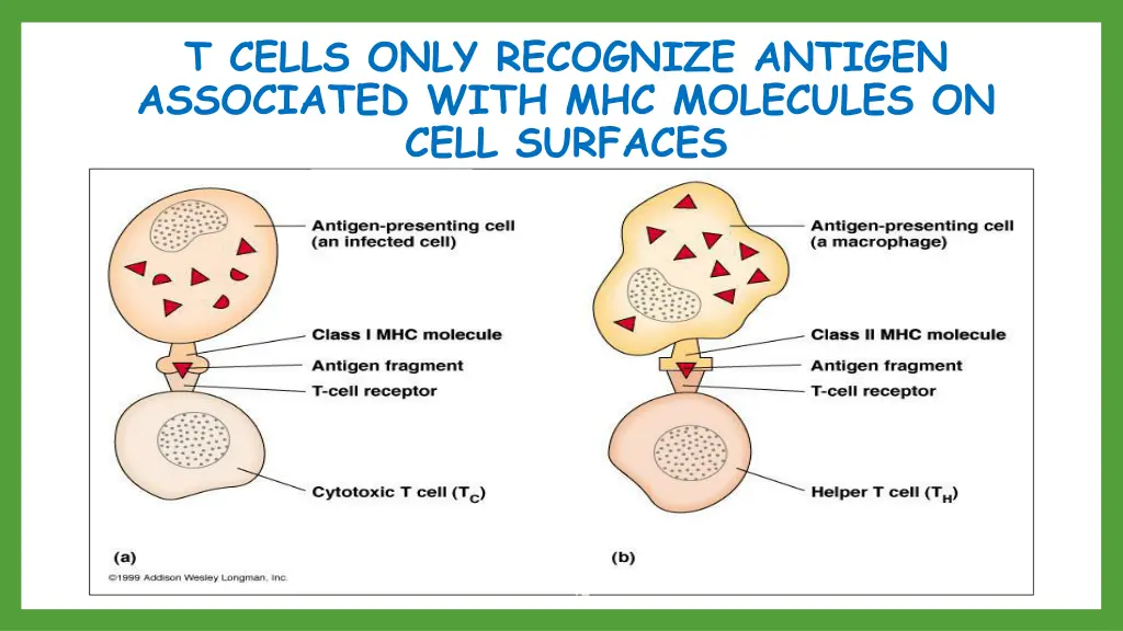 t cells only recognize antigen associated with