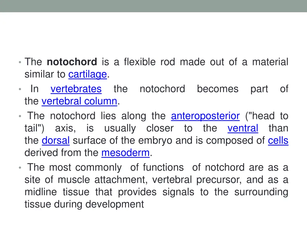 the notochord is a flexible rod made
