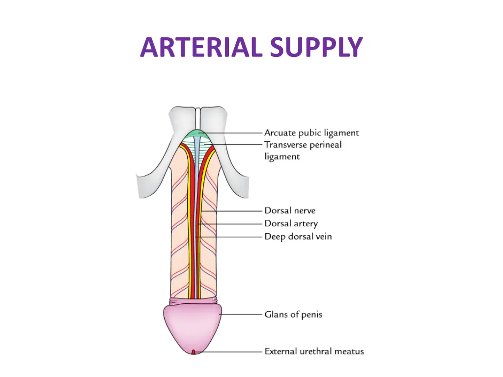 arterial supply 1
