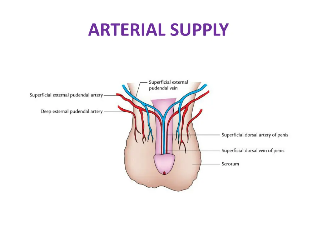 arterial supply 2