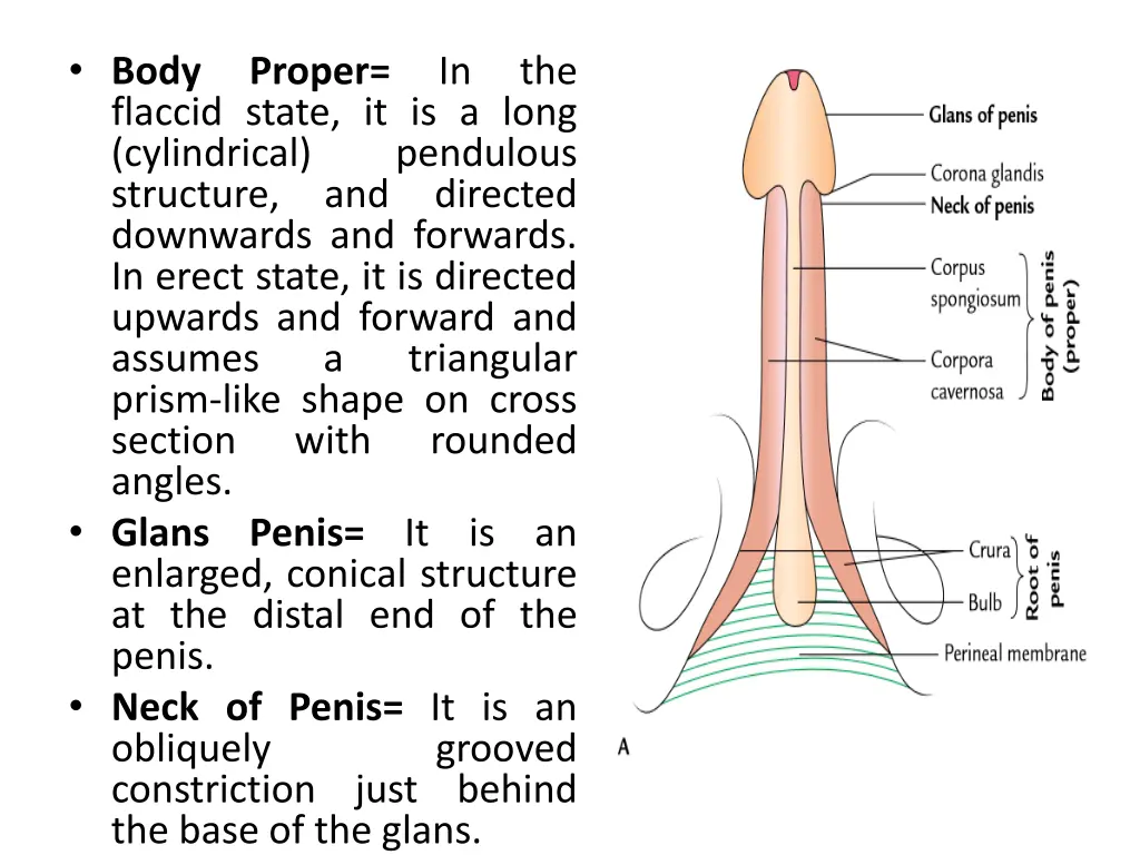 body flaccid state it is a long cylindrical