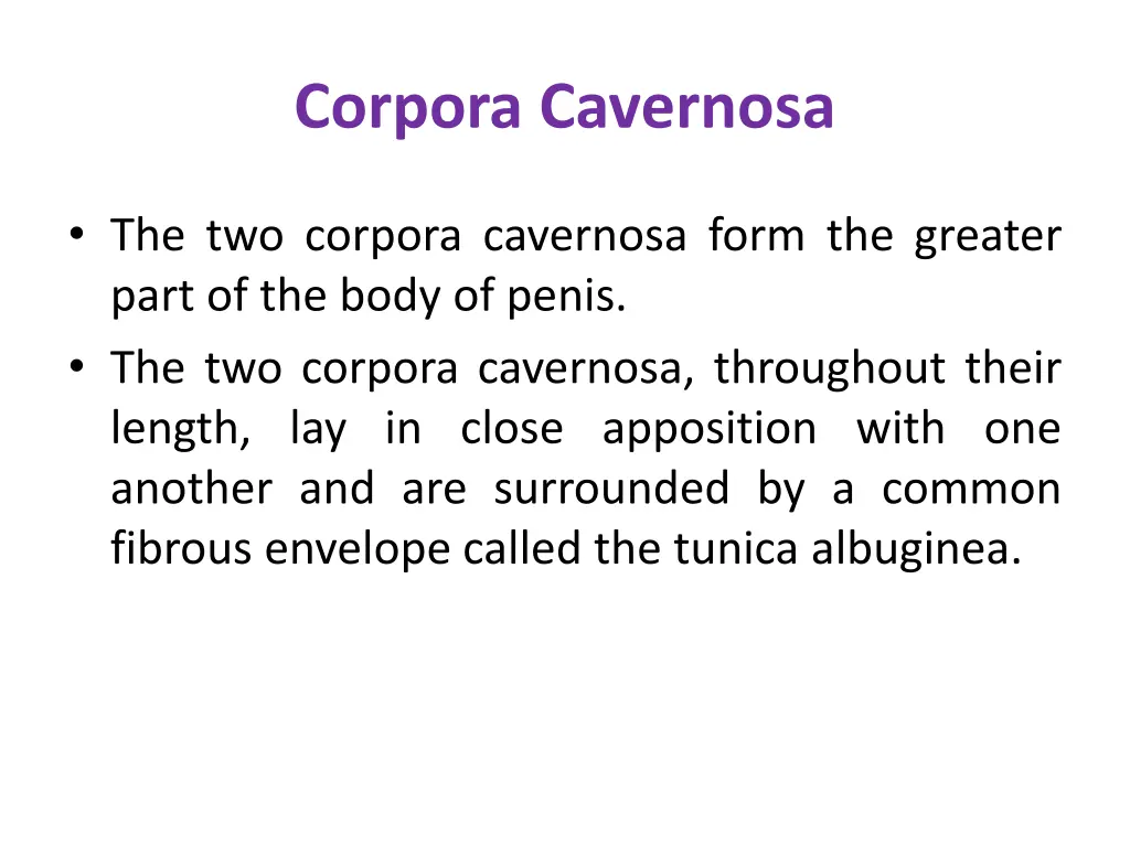 corpora cavernosa