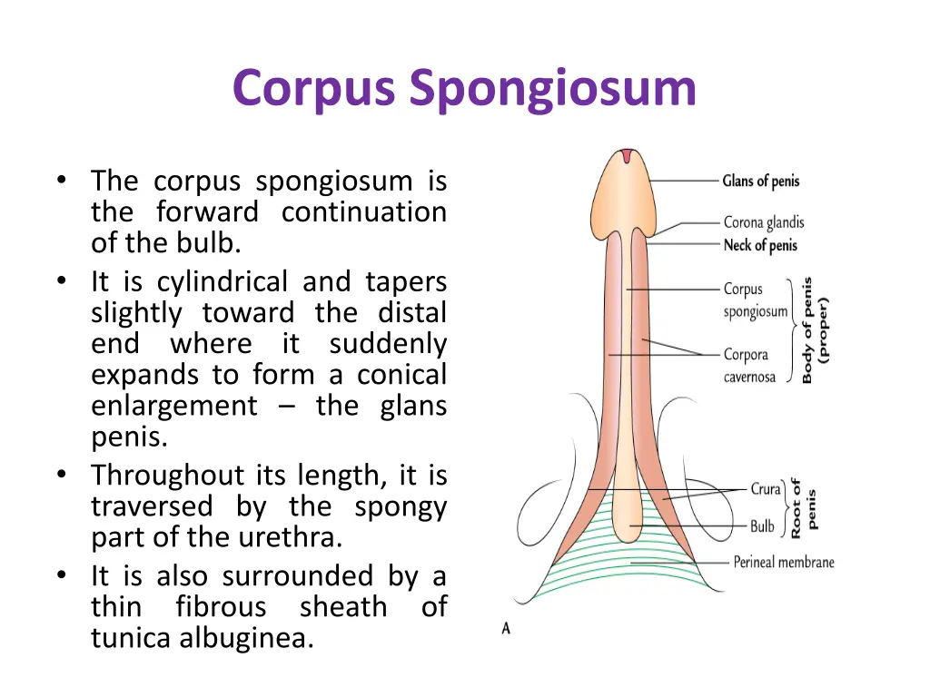 corpus spongiosum