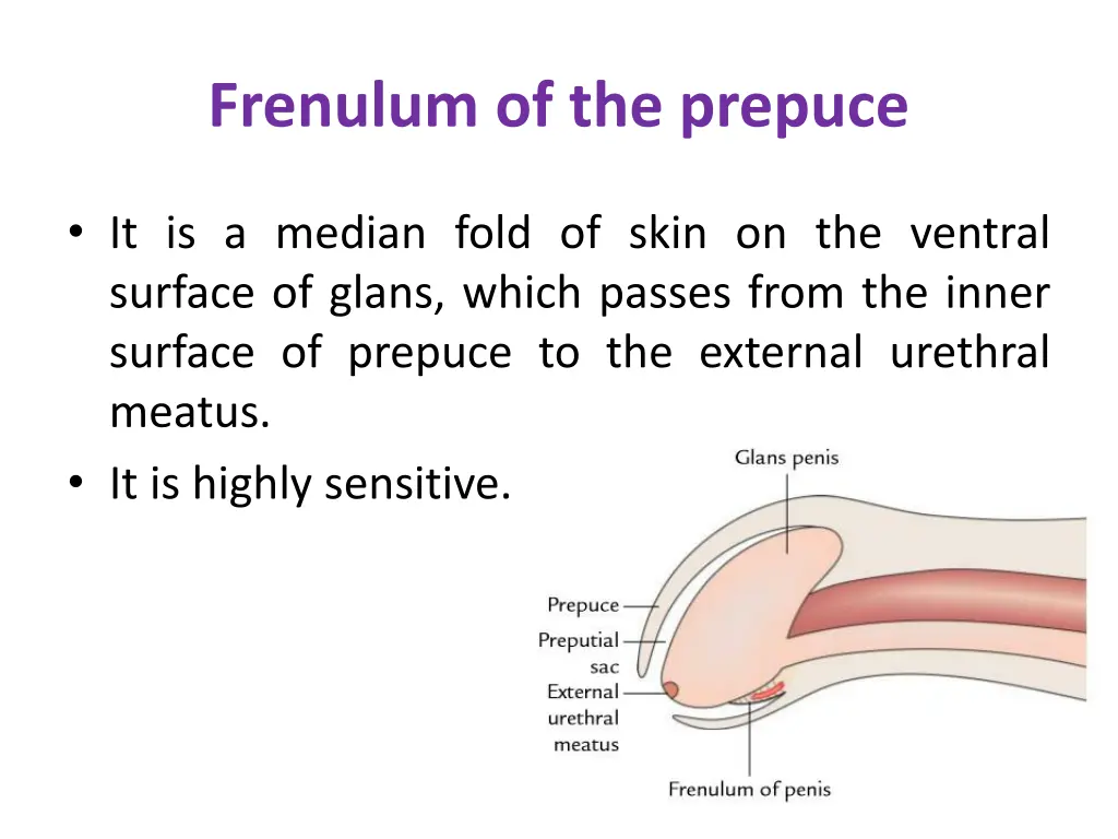 frenulum of the prepuce