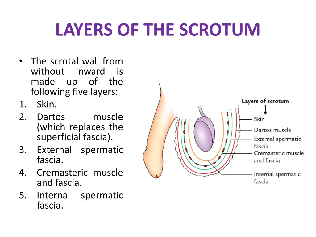 layers of the scrotum