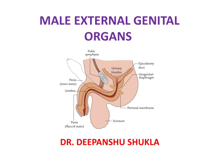 male external genital organs