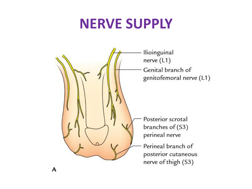 nerve supply 2