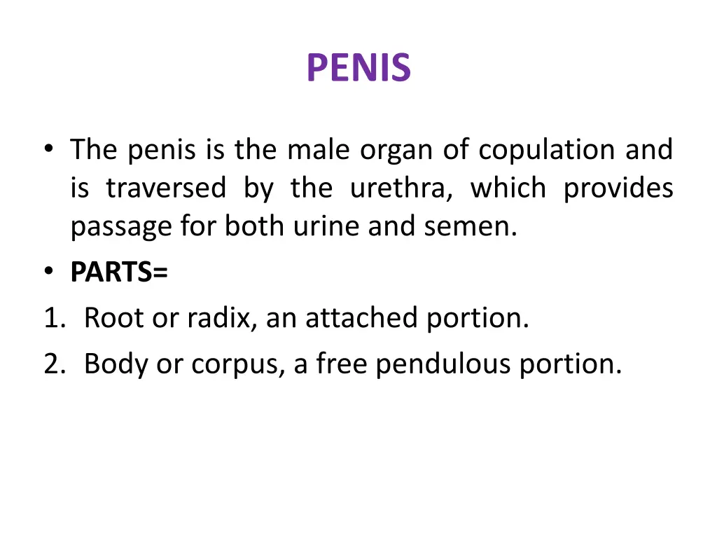 penis