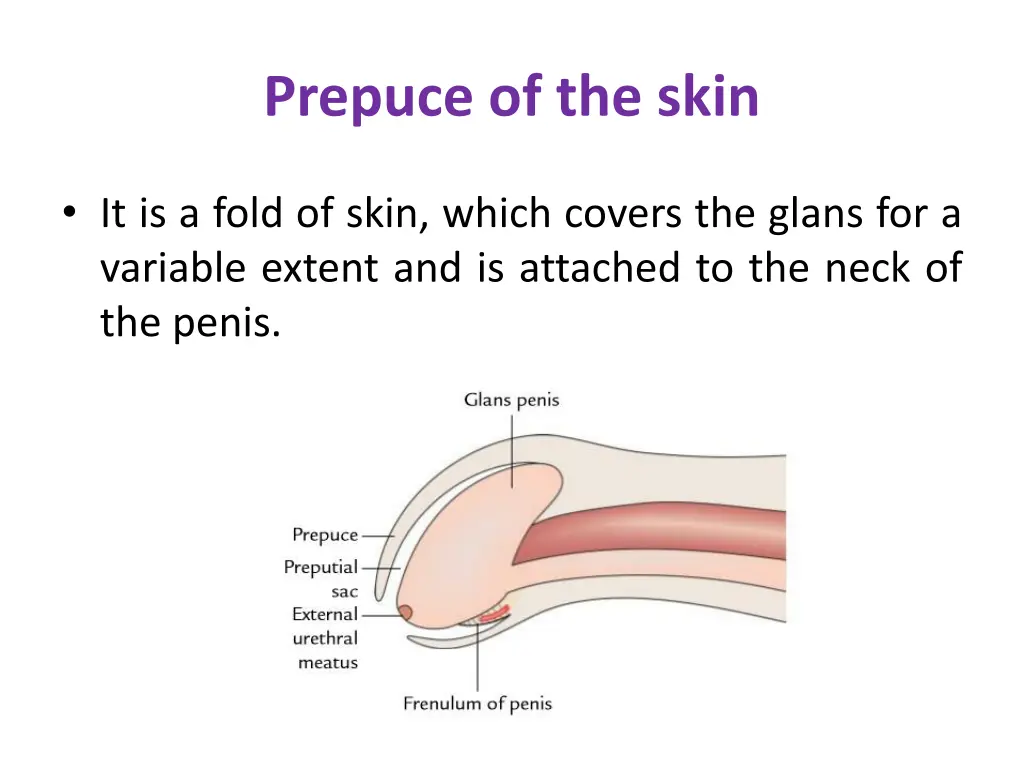 prepuce of the skin