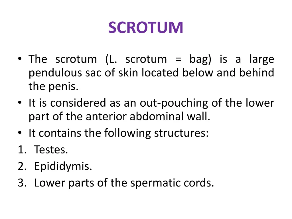 scrotum