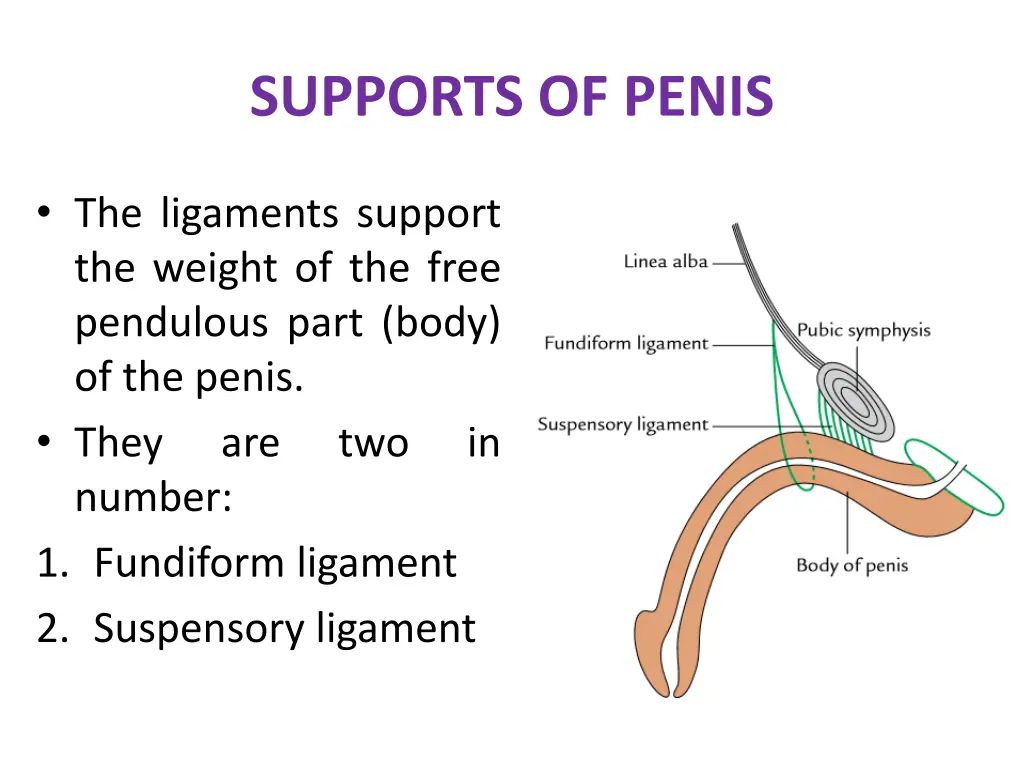 supports of penis