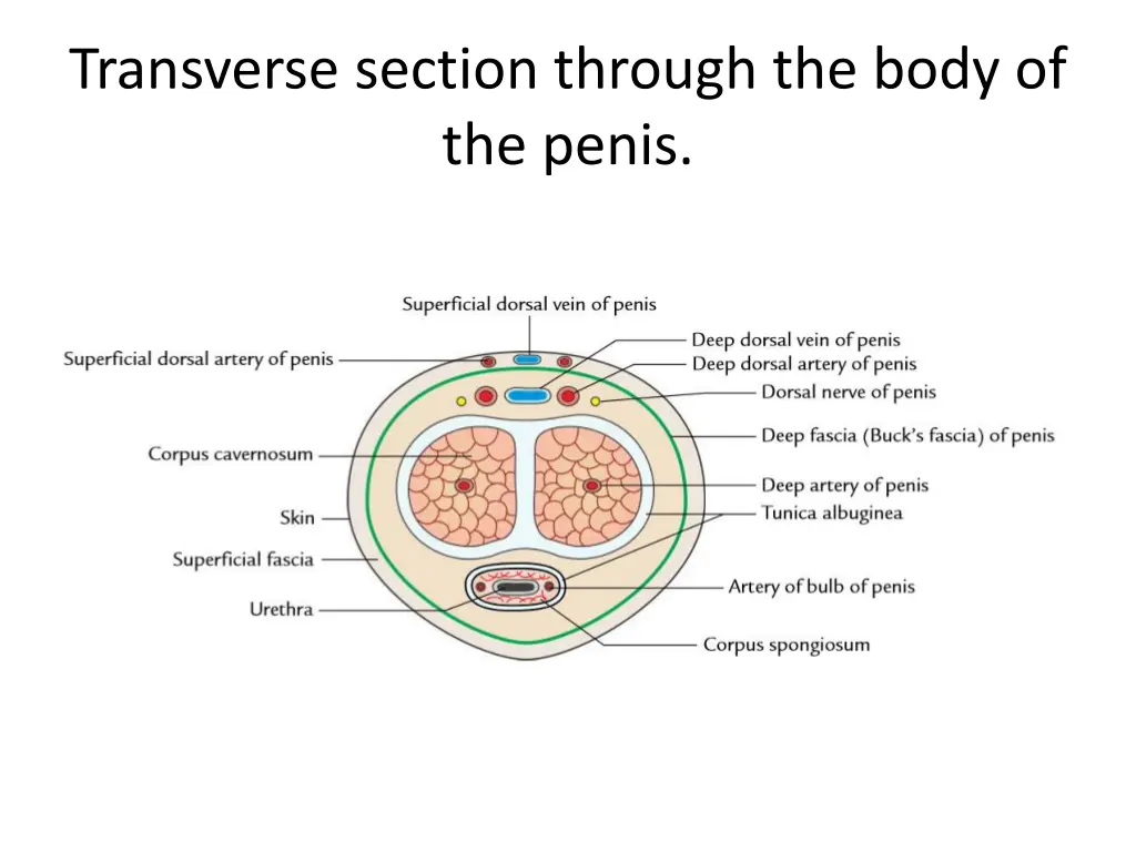 transverse section through the body of the penis