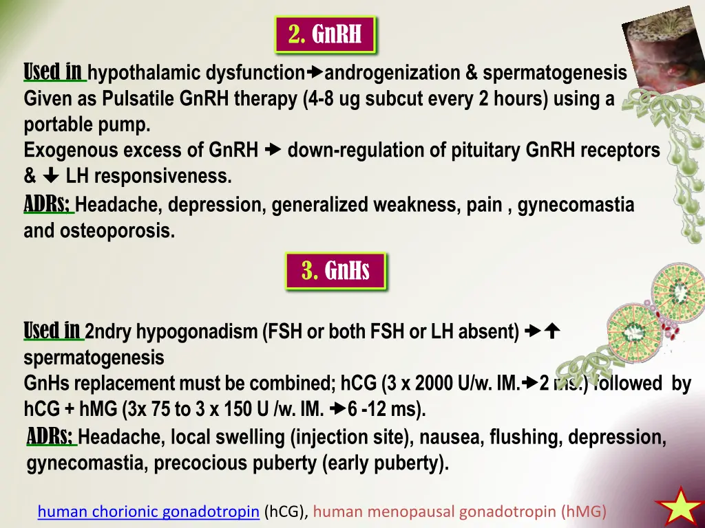 2 gnrh