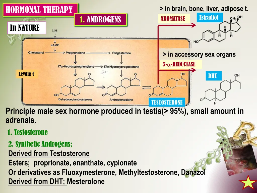 in brain bone liver adipose t