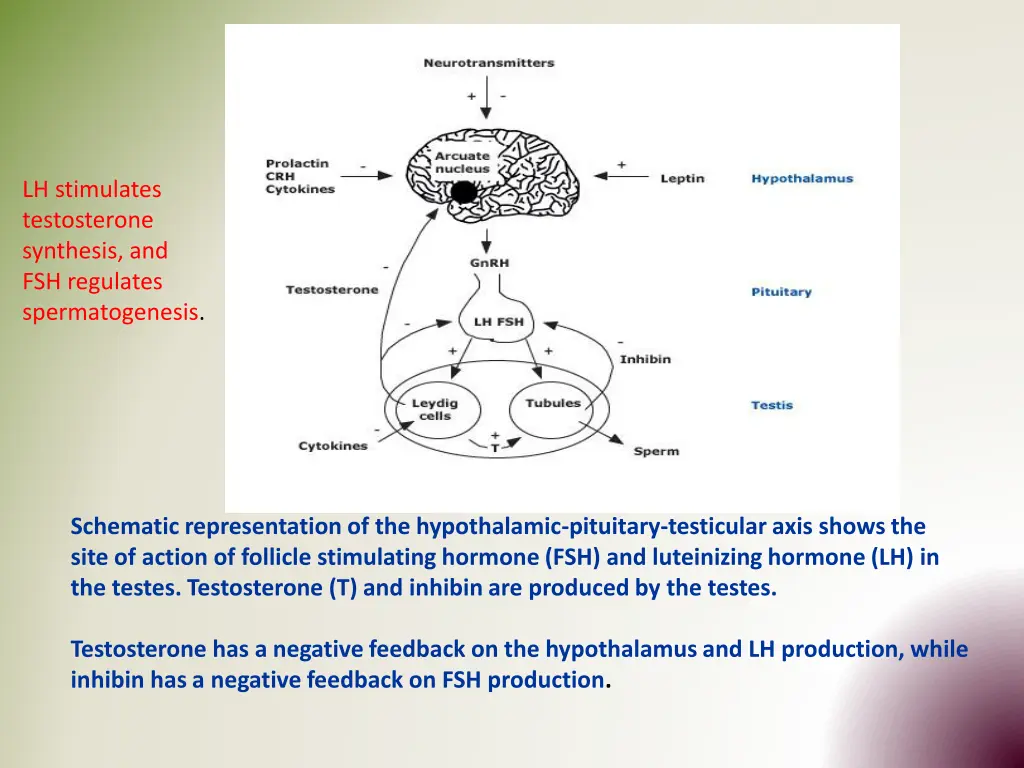 lh stimulates testosterone synthesis