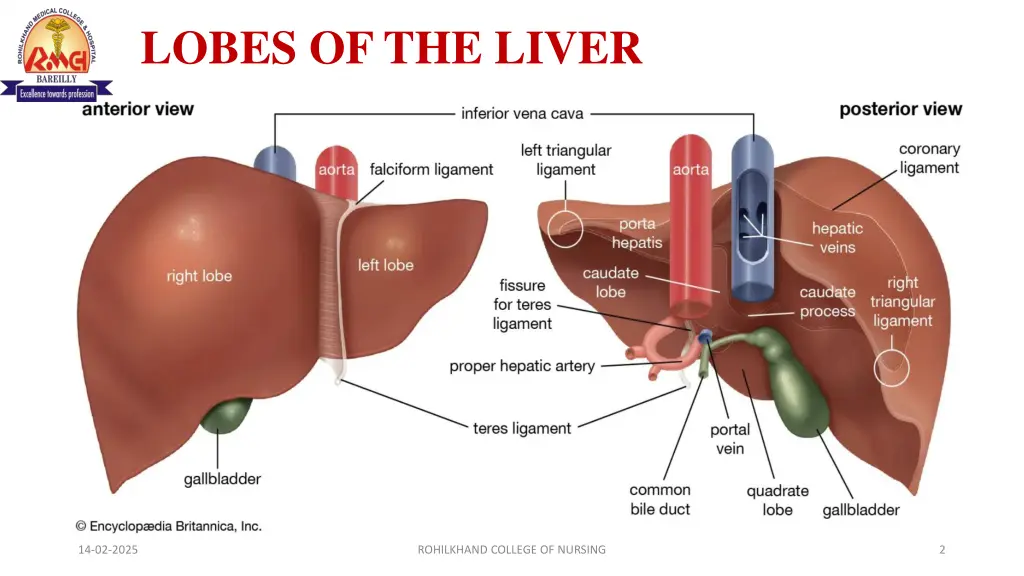 lobes of the liver