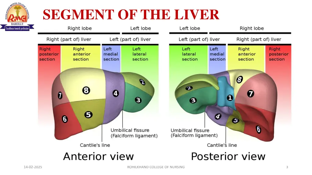 segment of the liver