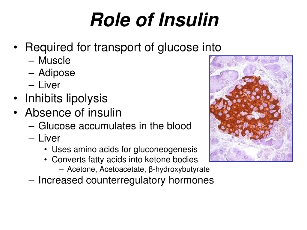 role of insulin
