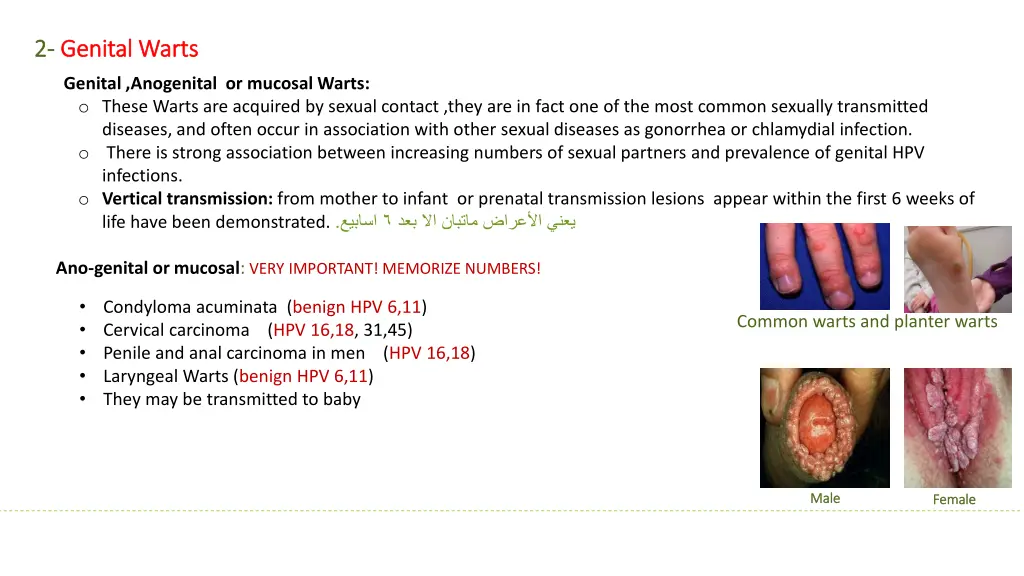2 2 genital warts genital warts genital