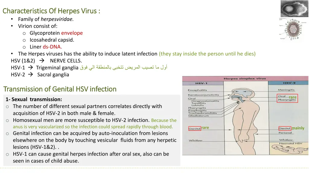 characteristics of herpes virus characteristics