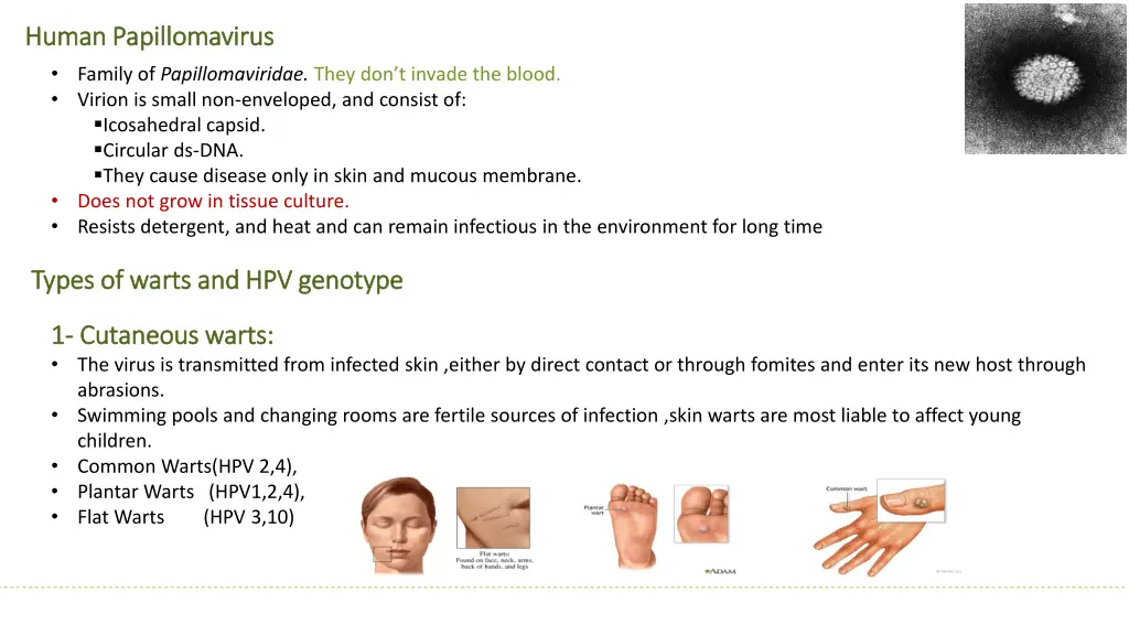 human papillomavirus human papillomavirus family
