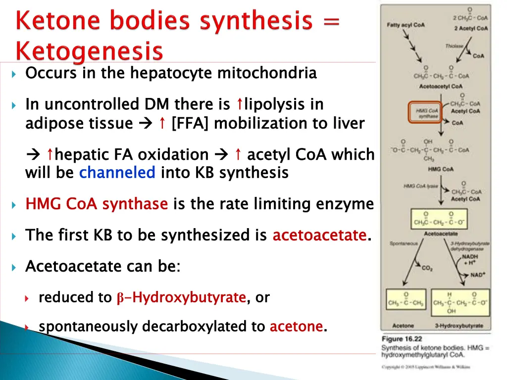 occurs in the hepatocyte mitochondria