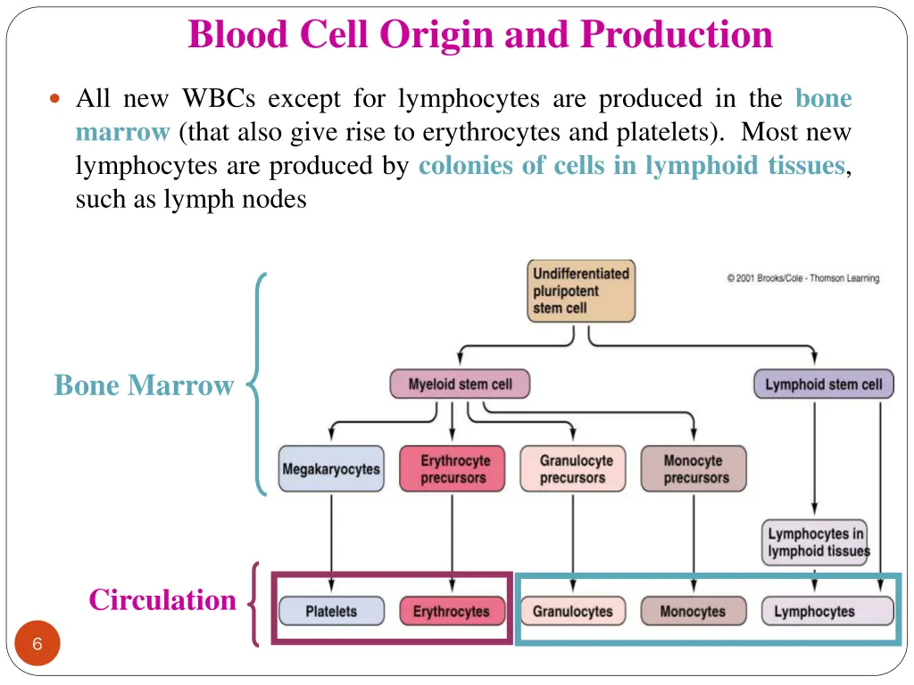 blood cell origin and production