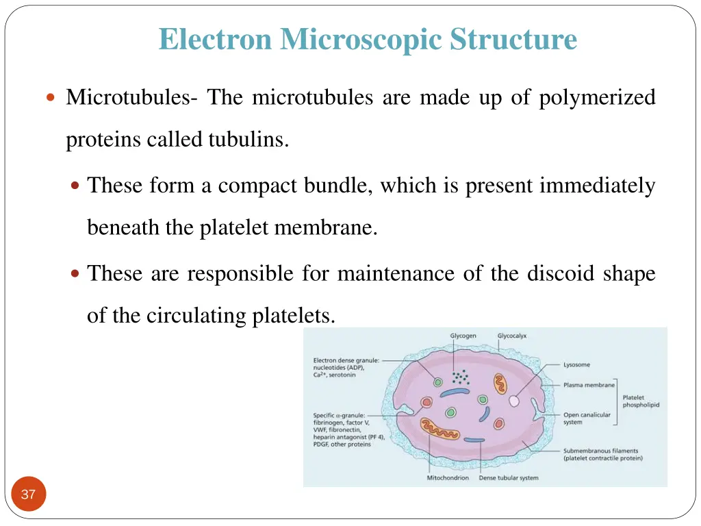 electron microscopic structure 1