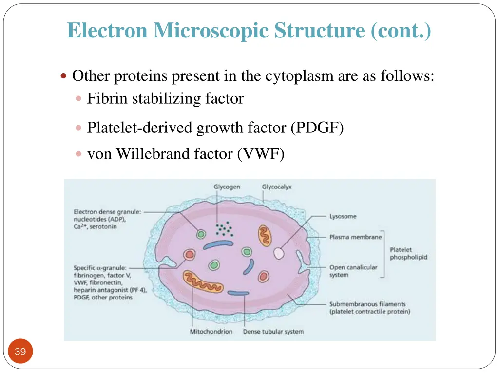 electron microscopic structure cont 1