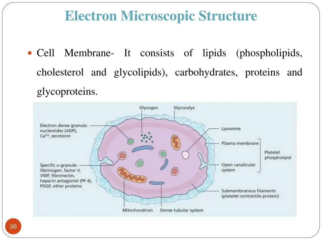 electron microscopic structure