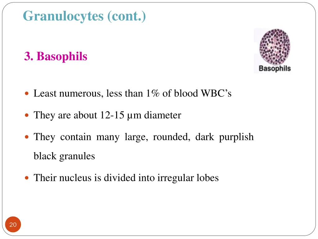 granulocytes cont 3