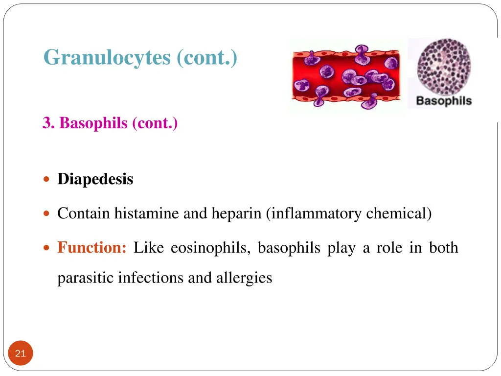 granulocytes cont 4