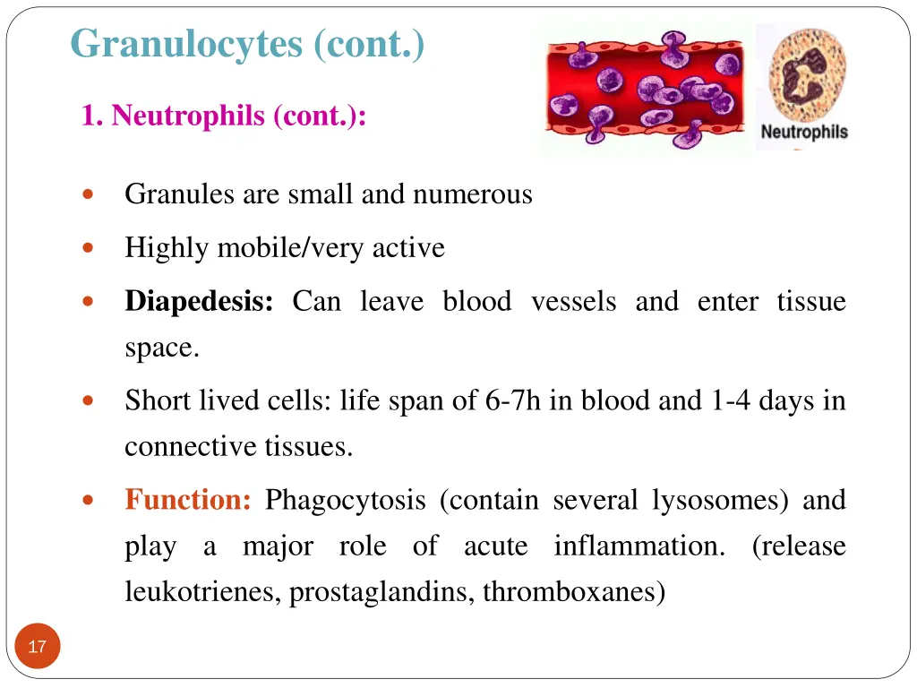 granulocytes cont