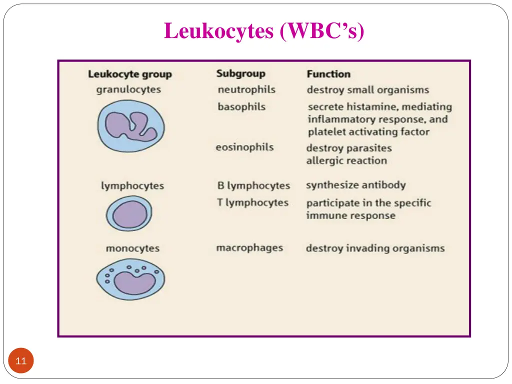 leukocytes wbc s 2