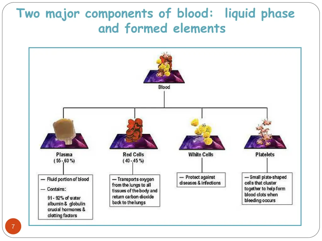 two major components of blood liquid phase