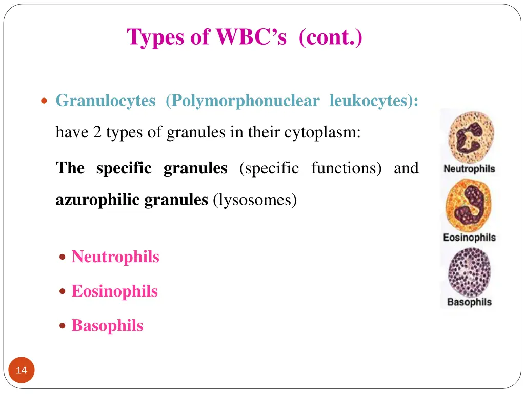 types of wbc s cont
