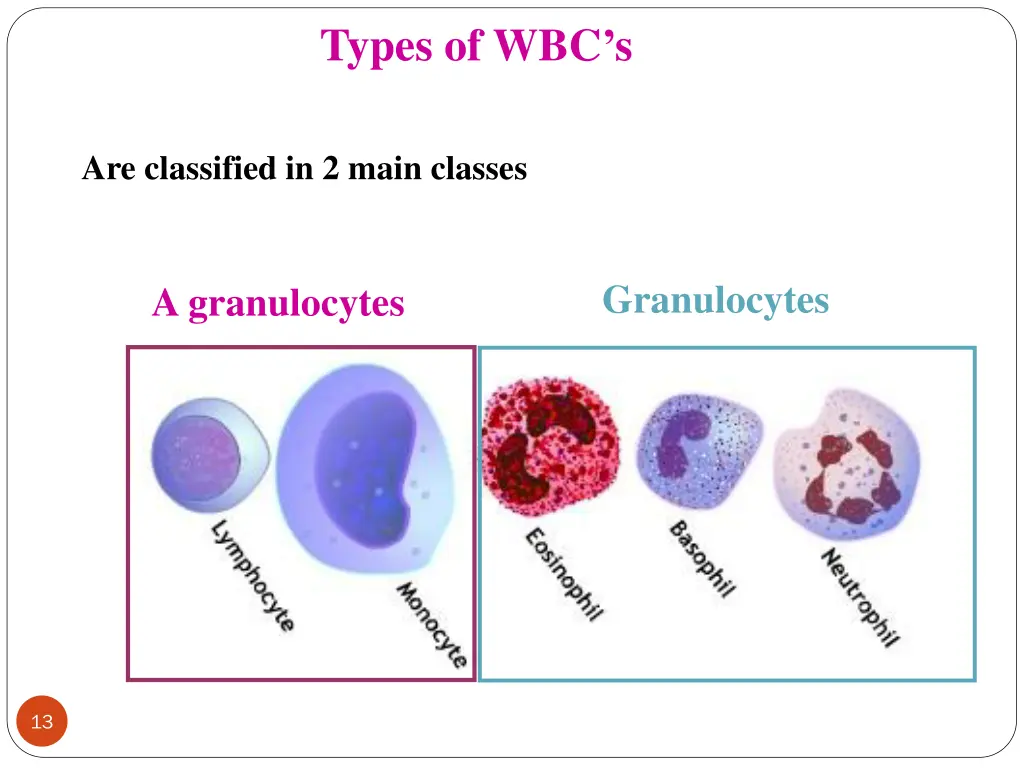 types of wbc s