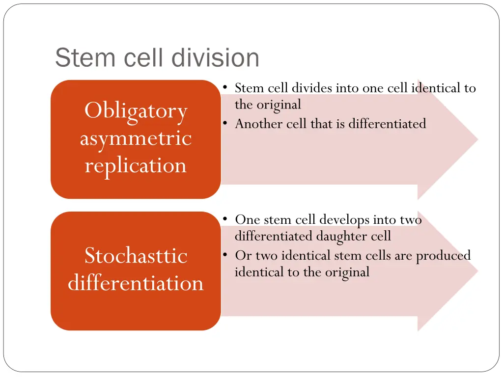 stem cell division