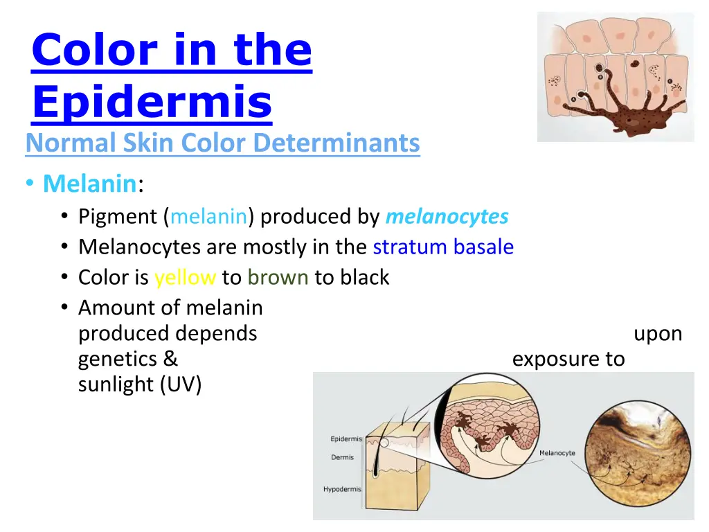 color in the epidermis