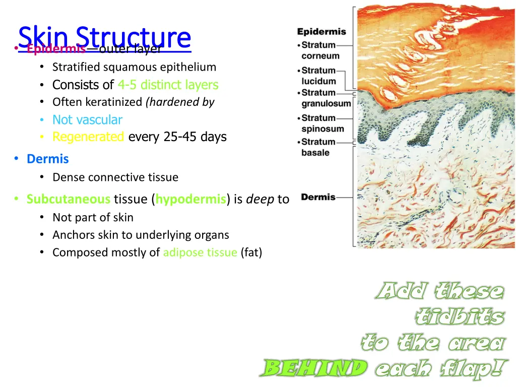 skin structure skin structure epidermis outer