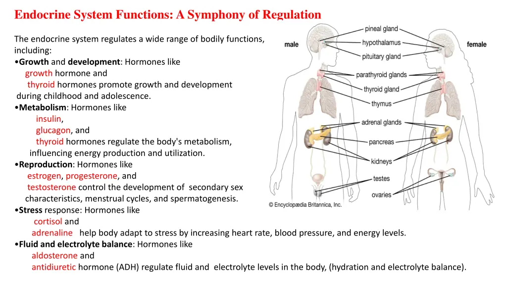 endocrine system functions a symphony