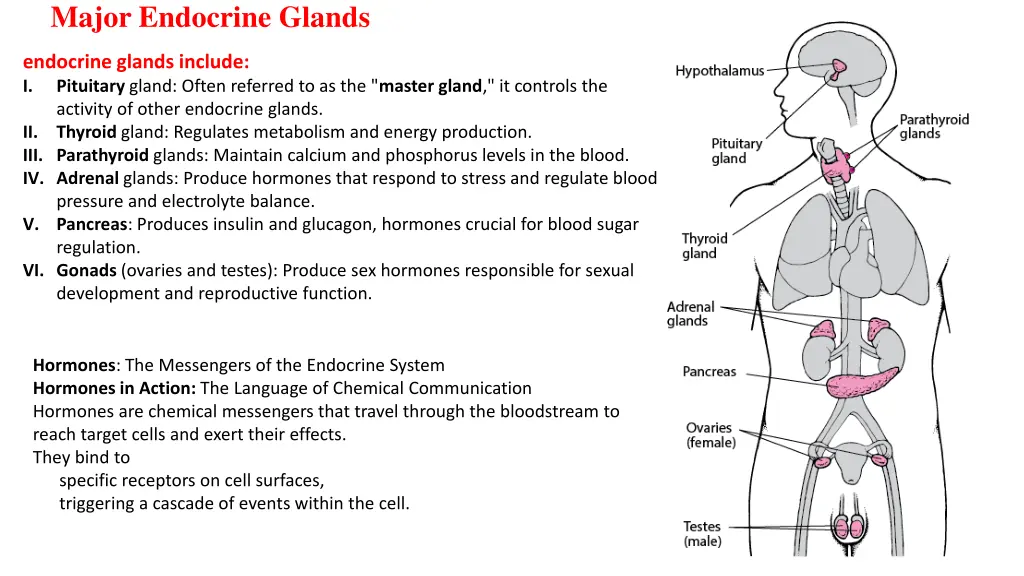 major endocrine glands