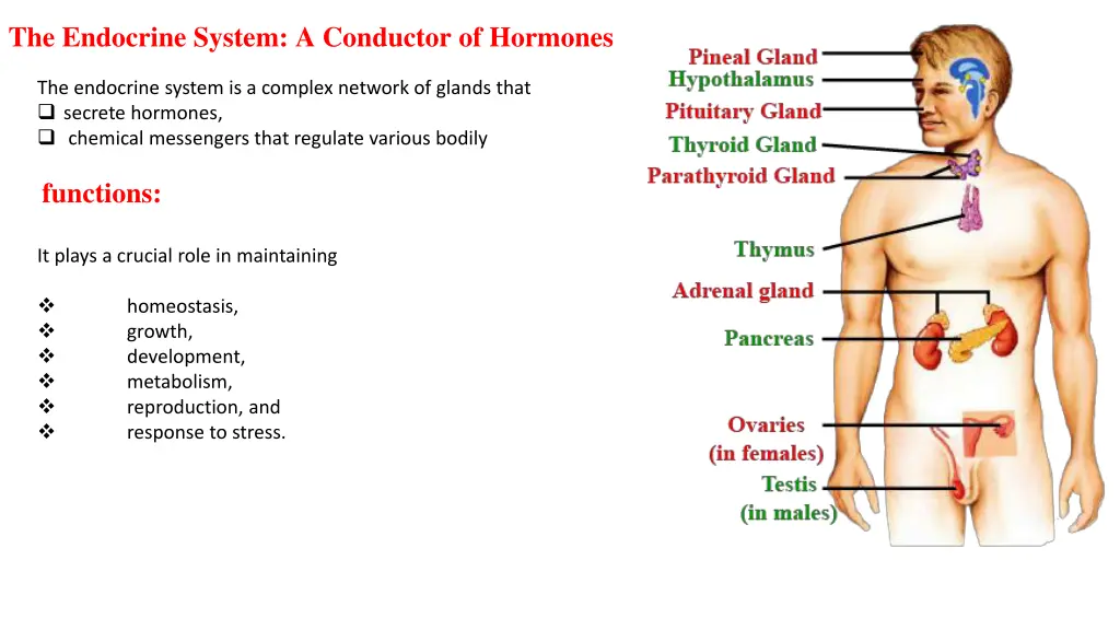 the endocrine system a conductor of hormones